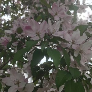 Meet your Posher, Carol